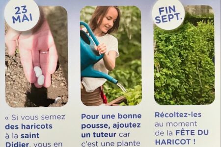 PLANTATION DU HARICOT (21 mai)