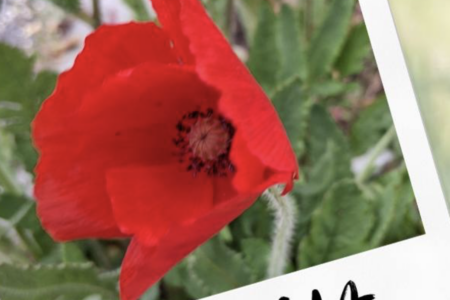 AMAPOLA en concert (19 juillet)